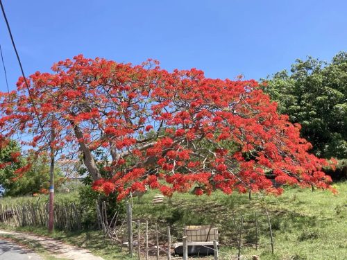 Tűzvirágfa (Delonix regia) virágzó fa teljes alakban, élénk piros-narancs virágzás