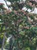 Albizia julibrissin 'Rosea' virágzó fa – nyári virágzás közelről