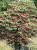 Rhododendron arboreum seed - 10 db