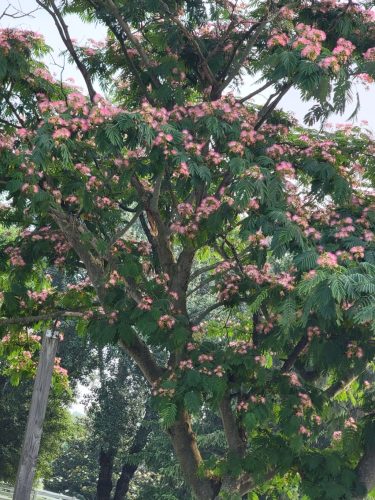Albizia julibrissin 'Rosea' virágzó fa – nyári virágzás közelről