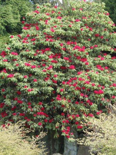 Rhododendron arboreum