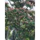 Albizia julibrissin 'Rosea' virágzó fa – nyári virágzás közelről