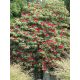 Rhododendron arboreum seed - 10 db