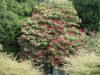 Rhododendron arboreum