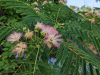 Albizia julibrissin 'Rosea' flower close-up – delicate pink powderpuff blooms