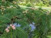 Albizia julibrissin 'Rosea' foliage and flowers – ornamental tree in summer glory