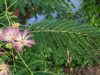 Albizia julibrissin 'Rosea' leaf and flower detail – exotic ornamental tree