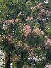 Albizia julibrissin 'Rosea' full inflorescence – pink silk tree in bloom