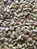 Albizia julibrissin seed – 10 pcs/package