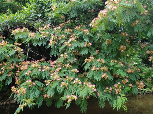 Selyemakác teljes virágzásban napsütésben