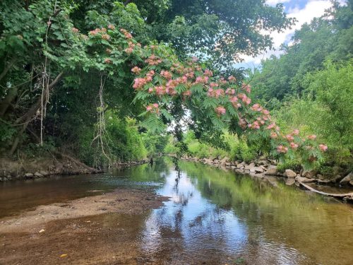 Selyemakác természetes élőhelyen, vízparton