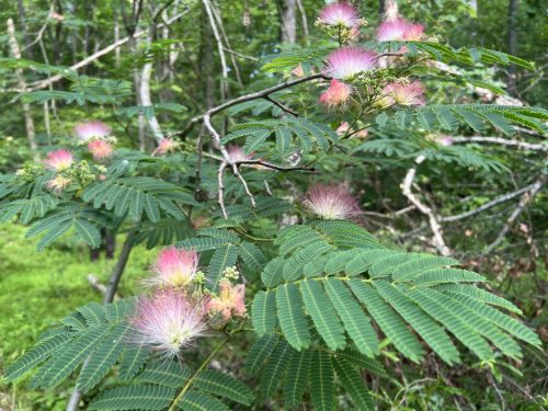 Selyemakác levél és virág részlet közelről