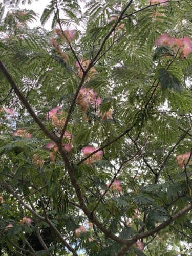 Selyemakác fa nyári virágzás csúcsán