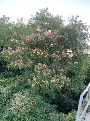 Selyemakác fa érett termésekkel