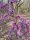 Eastern redbud (Cercis canadensis) flower close-up