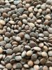Eastern redbud (Cercis canadensis) seeds close-up