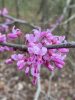 Eastern redbud (Cercis canadensis) blooming close-up