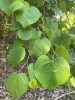 Eastern redbud (Cercis canadensis) leaves close-up