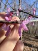Eastern redbud (Cercis canadensis) flowering branch