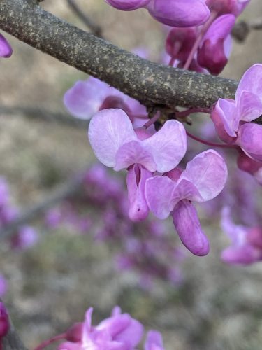 Kanadai júdásfa (Cercis canadensis) virágrészlet