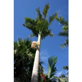 Közeli kép egy Alexandra-pálmáról (Archontophoenix alexandrae), amelyen jól látható a gyűrűzött törzs és a fejlődő virágzat.