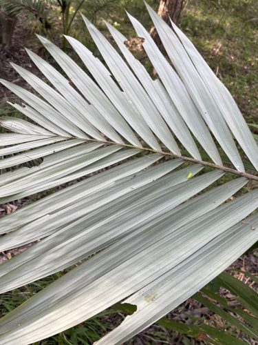 Közelkép az Archontophoenix alexandrae leveleinek ezüstös fonákjáról.