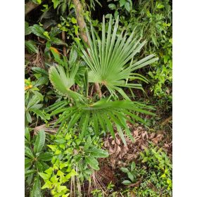 Trachycarpus fortunei fiatal pálma természetes környezetben, sűrű növényzet között