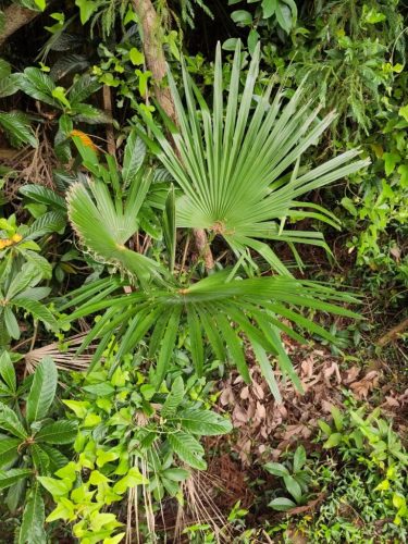 Trachycarpus fortunei fiatal pálma természetes környezetben, sűrű növényzet között