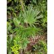 Trachycarpus fortunei young palm in its natural habitat, surrounded by dense vegetation