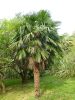 Trachycarpus fortunei mag