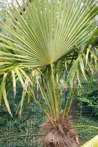 Trachycarpus fortunei hatalmas legyezőlevele természetes környezetben