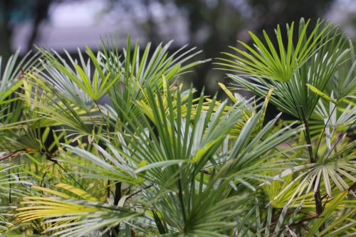 Trachycarpus fortunei sűrű pálmaerdőben, több példánnyal együtt