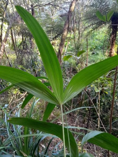 Fiatal Trachycarpus fortunei pálma növekszik az erdei környezetben