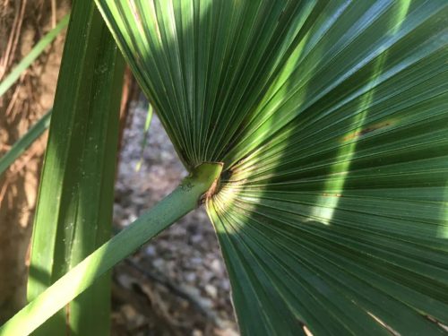 Trachycarpus fortunei pálma levelei közelről, napfényben megvilágítva