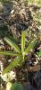 Small Trachycarpus fortunei palm in nature, among fallen leaves