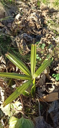Kisméretű Trachycarpus fortunei pálma a természetben, lombhullató levelek között