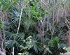 Trachycarpus fortunei pálma természetes élőhelyén, sűrű erdőben