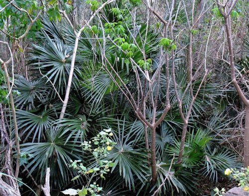 Trachycarpus fortunei pálma természetes élőhelyén, sűrű erdőben