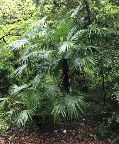 Egyedülálló Trachycarpus fortunei pálma a dzsungelben