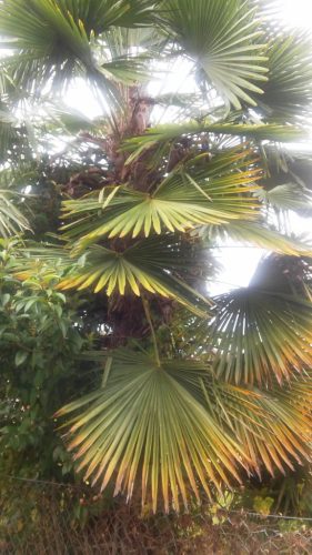 Trachycarpus fortunei pálma egy kertben, jól fejlett levelekkel