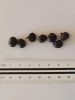 Trachycarpus fortunei palm seeds next to a ruler for size reference