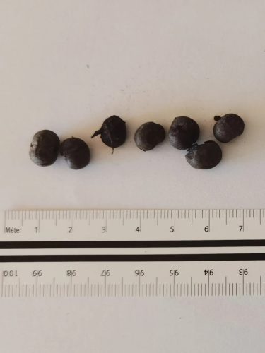 Trachycarpus fortunei pálma magjai egy vonalzó mellett, méretarány megadásához