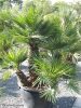 Chamaerops humilis