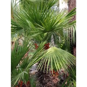 Chamaerops humilis pálma élénkzöld legyező alakú levelekkel és érett, narancssárga termésekkel.