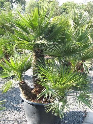 Chamaerops humilis seed