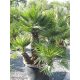 Chamaerops humilis