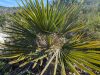 Chamaerops humilis