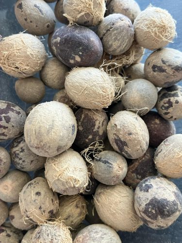 Chamaerops humilis pálma magjai közelről, szálas külső réteggel és barna árnyalatokkal.