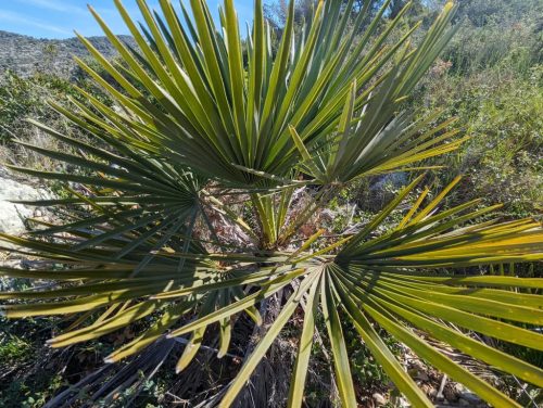 Természetes élőhelyén növekvő Chamaerops humilis pálma, száraz, mediterrán környezetben.