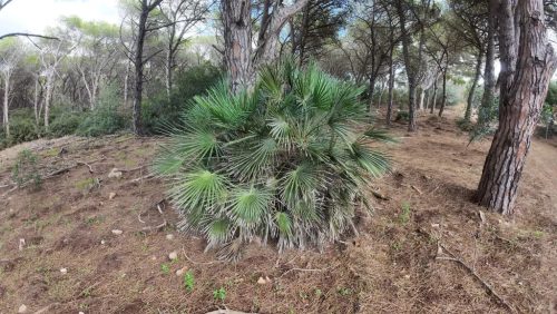 Chamaerops humilis pálma egy árnyas erdei környezetben, tűlevelű fák között.